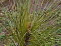 Pinus ponderosa Pendula IMG_1563 Sosna żółta